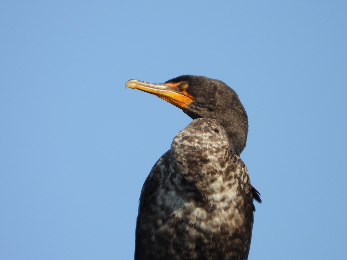 Cormoran à aigrettes - ML638779215