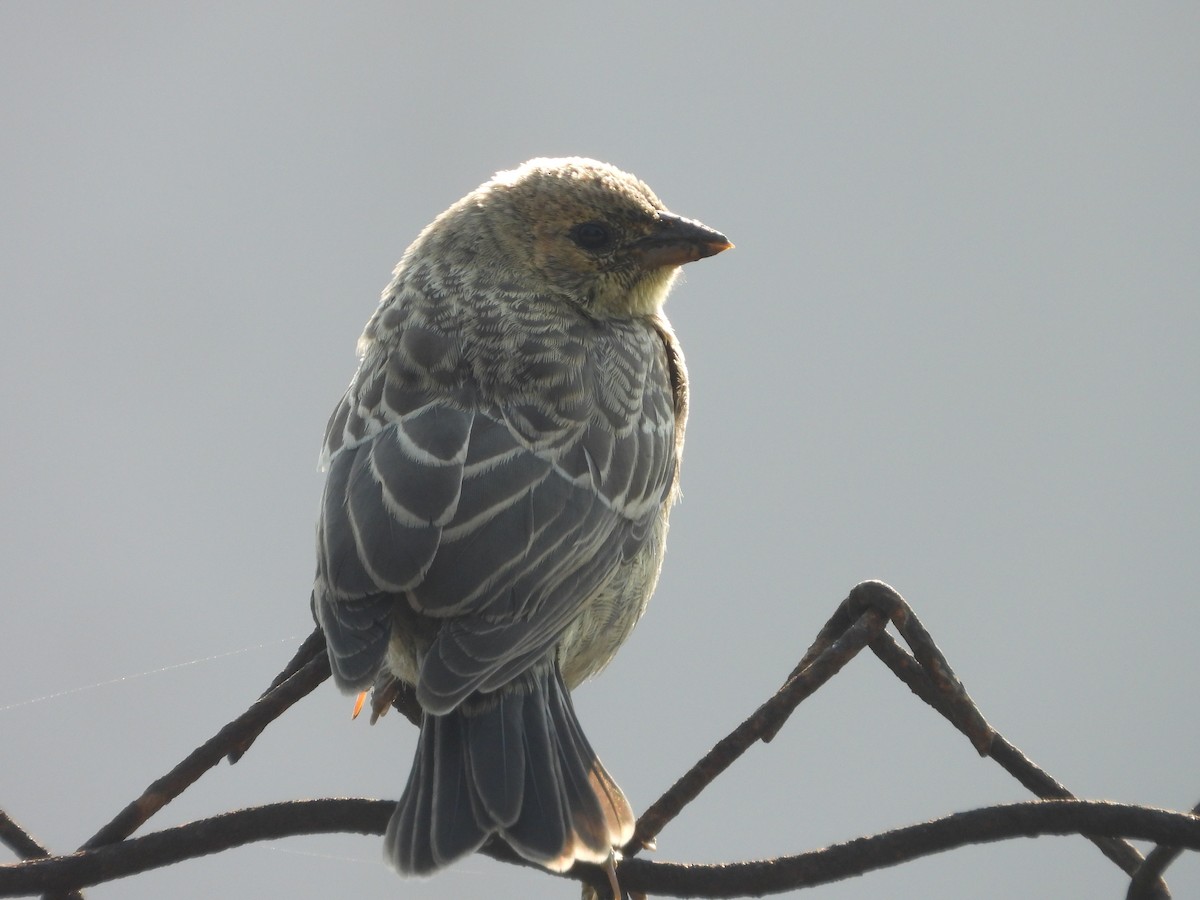 brunhodetrupial - ML638779233