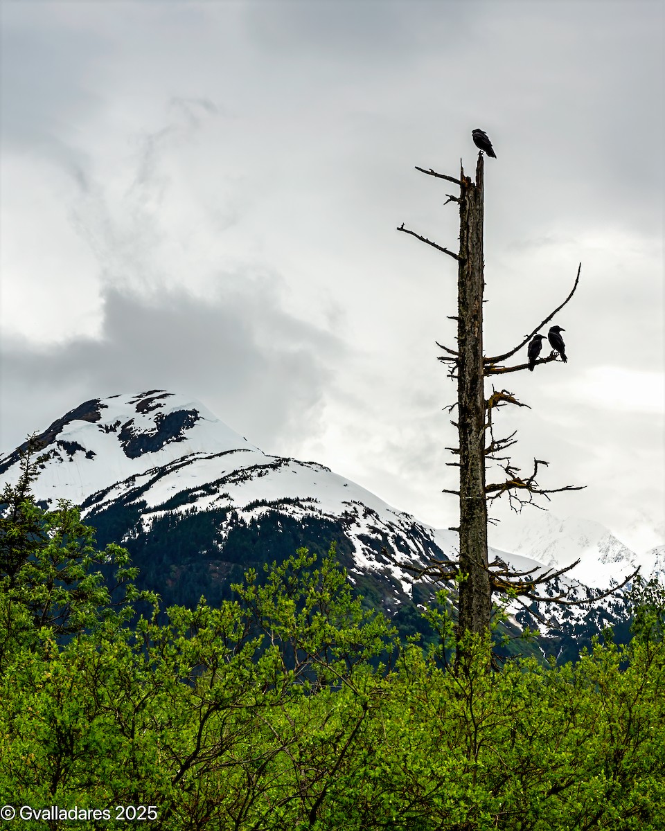 ravn - ML638779234
