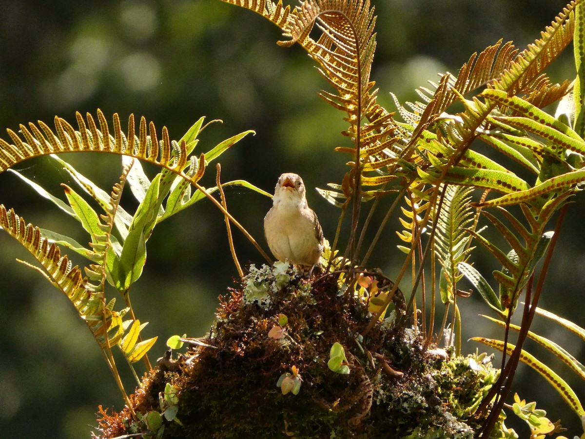 Southern House Wren - ML638779237