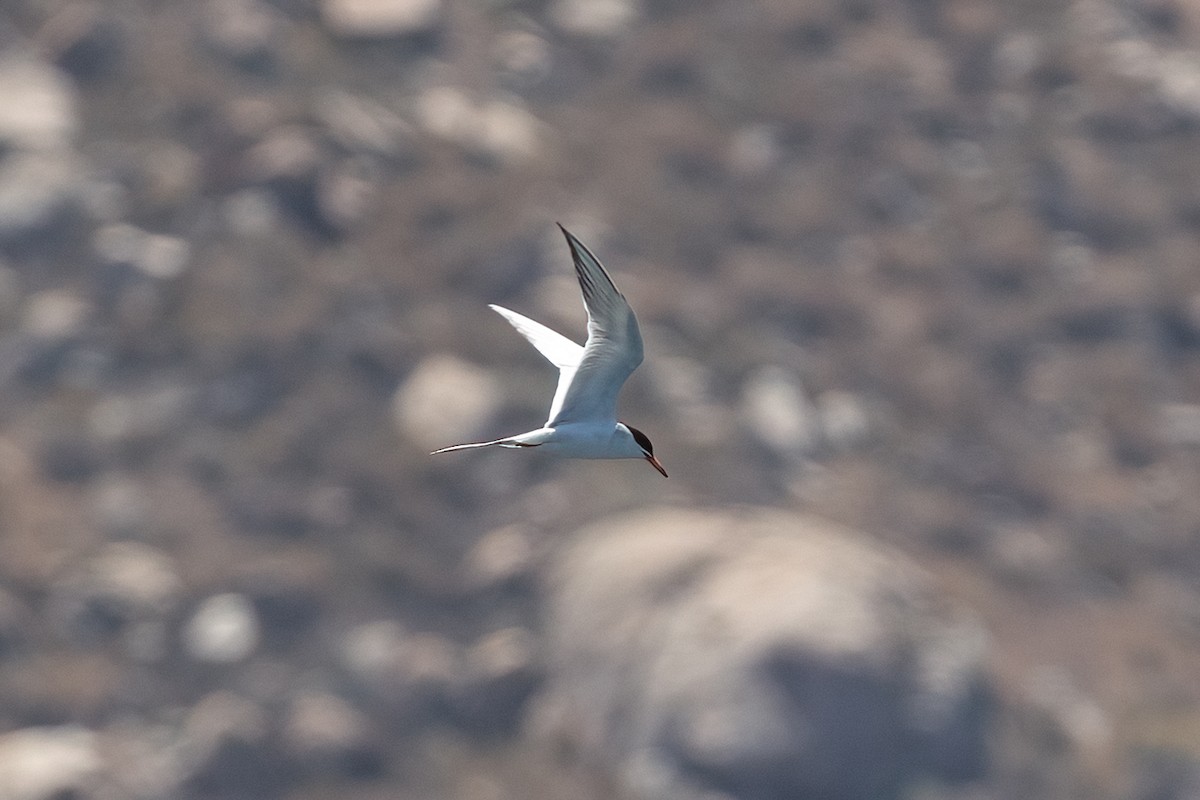 Forster's Tern - ML638779248