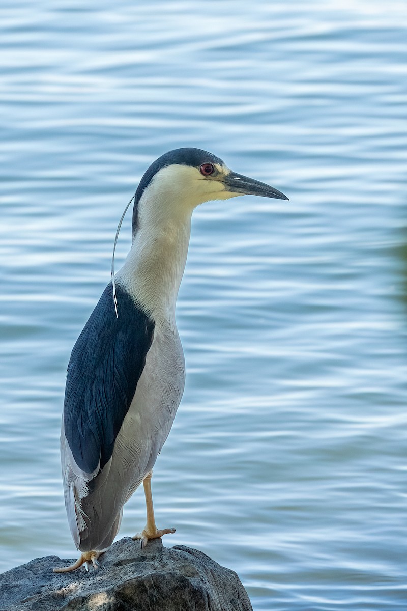 Black-crowned Night Heron - ML638779253
