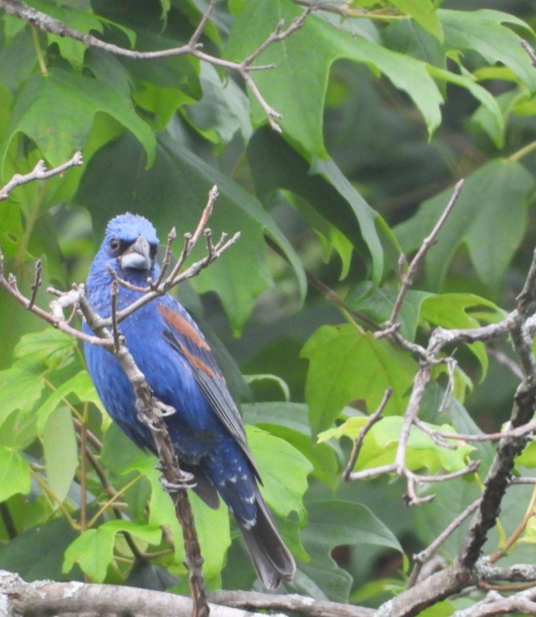 Blue Grosbeak - ML638779264