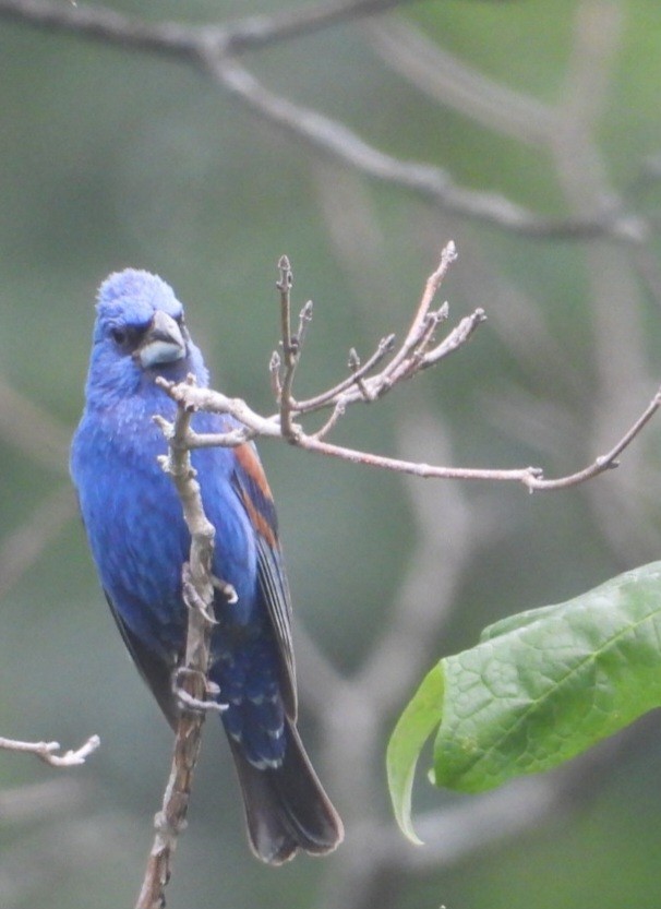 Blue Grosbeak - ML638779265