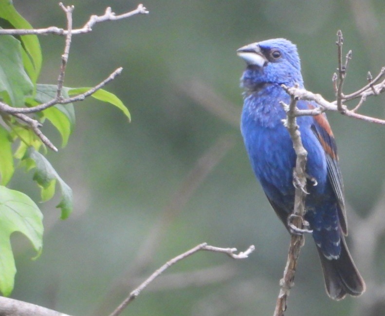 Blue Grosbeak - ML638779266