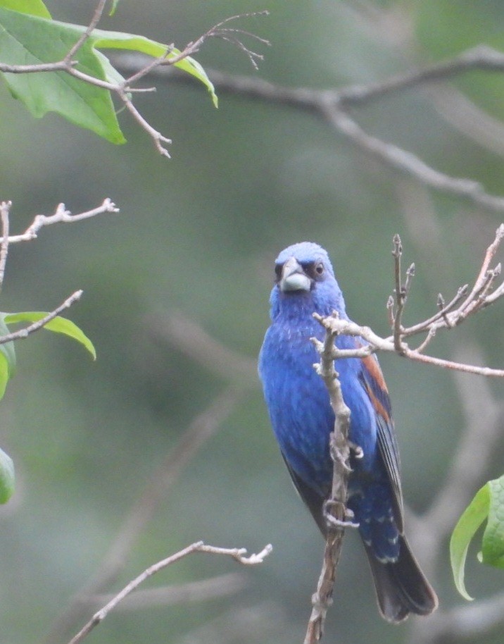 Blue Grosbeak - ML638779268