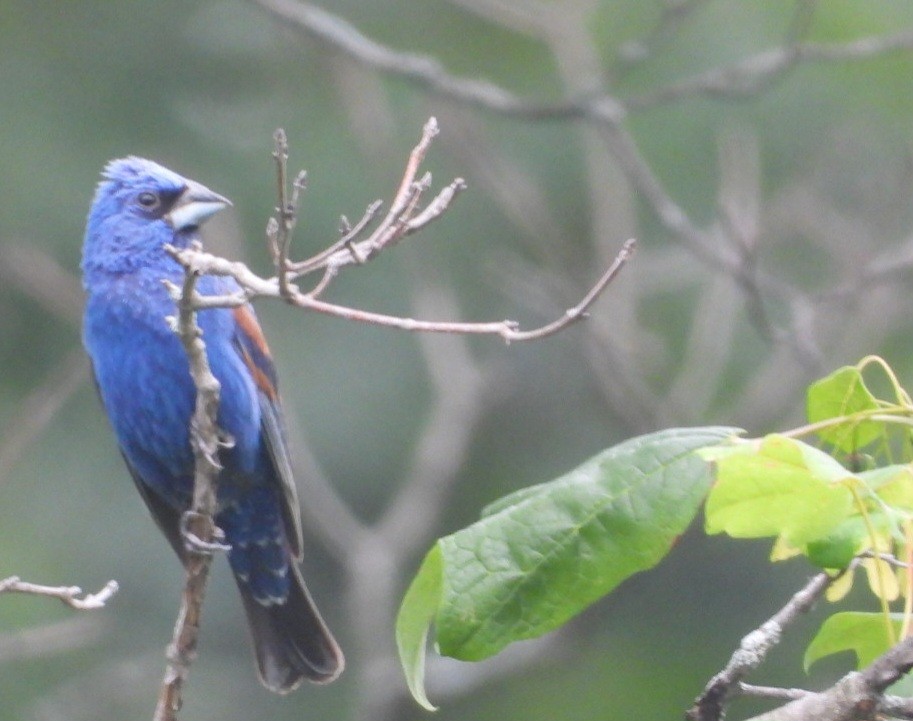 Blue Grosbeak - ML638779269