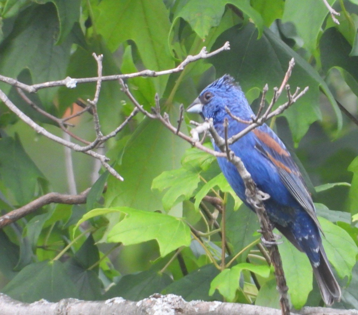 Blue Grosbeak - ML638779270