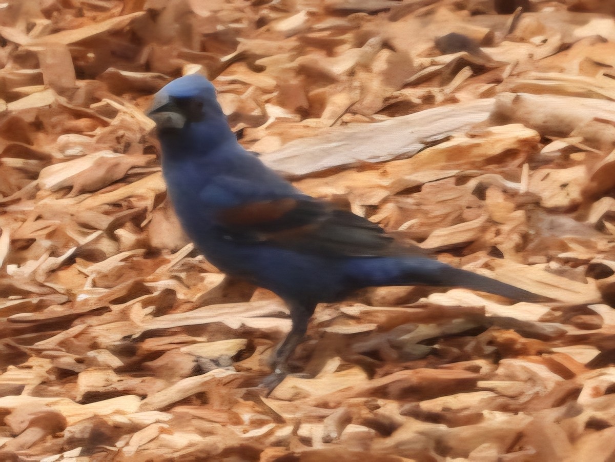 Blue Grosbeak - ML638779271