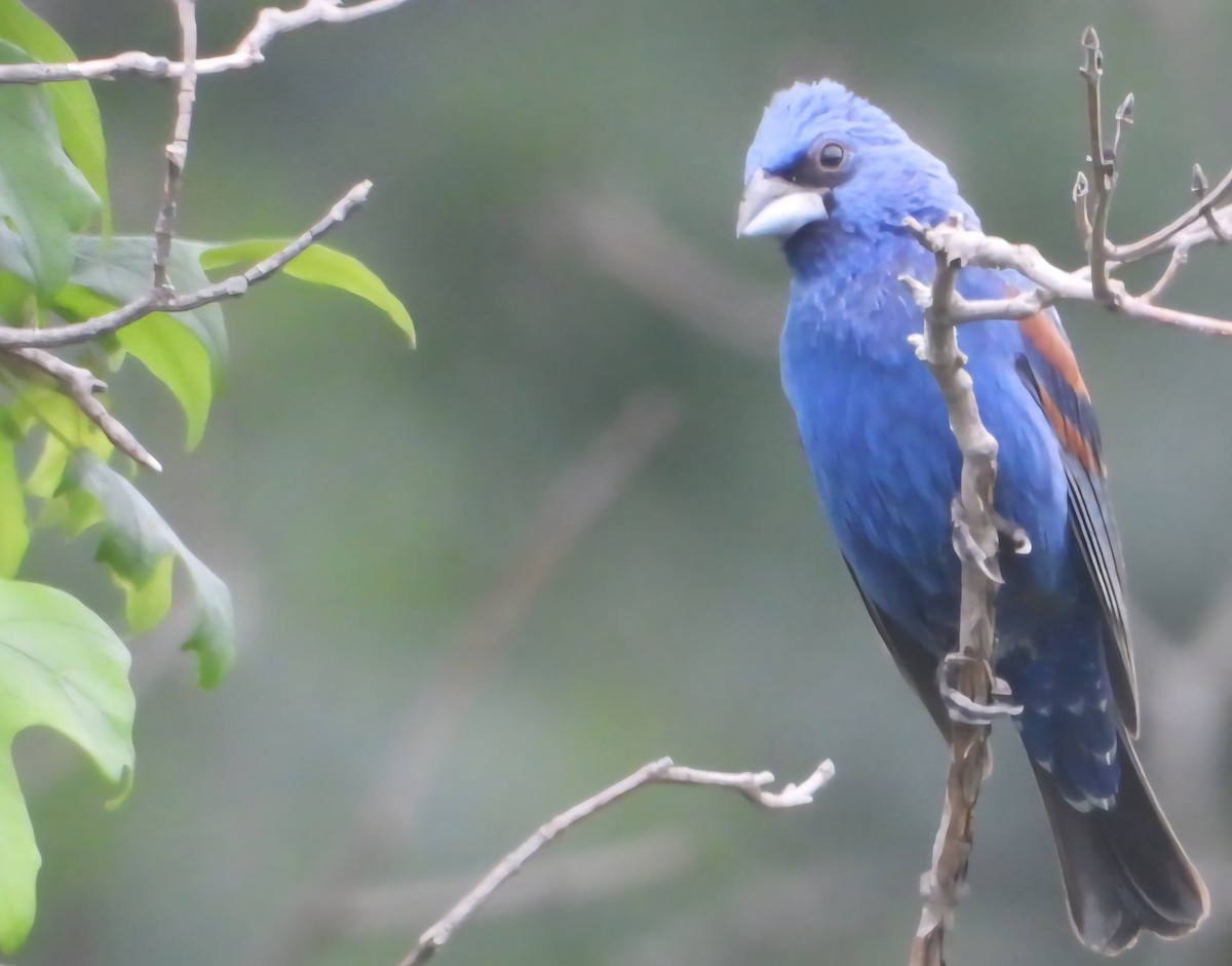 Blue Grosbeak - ML638779272