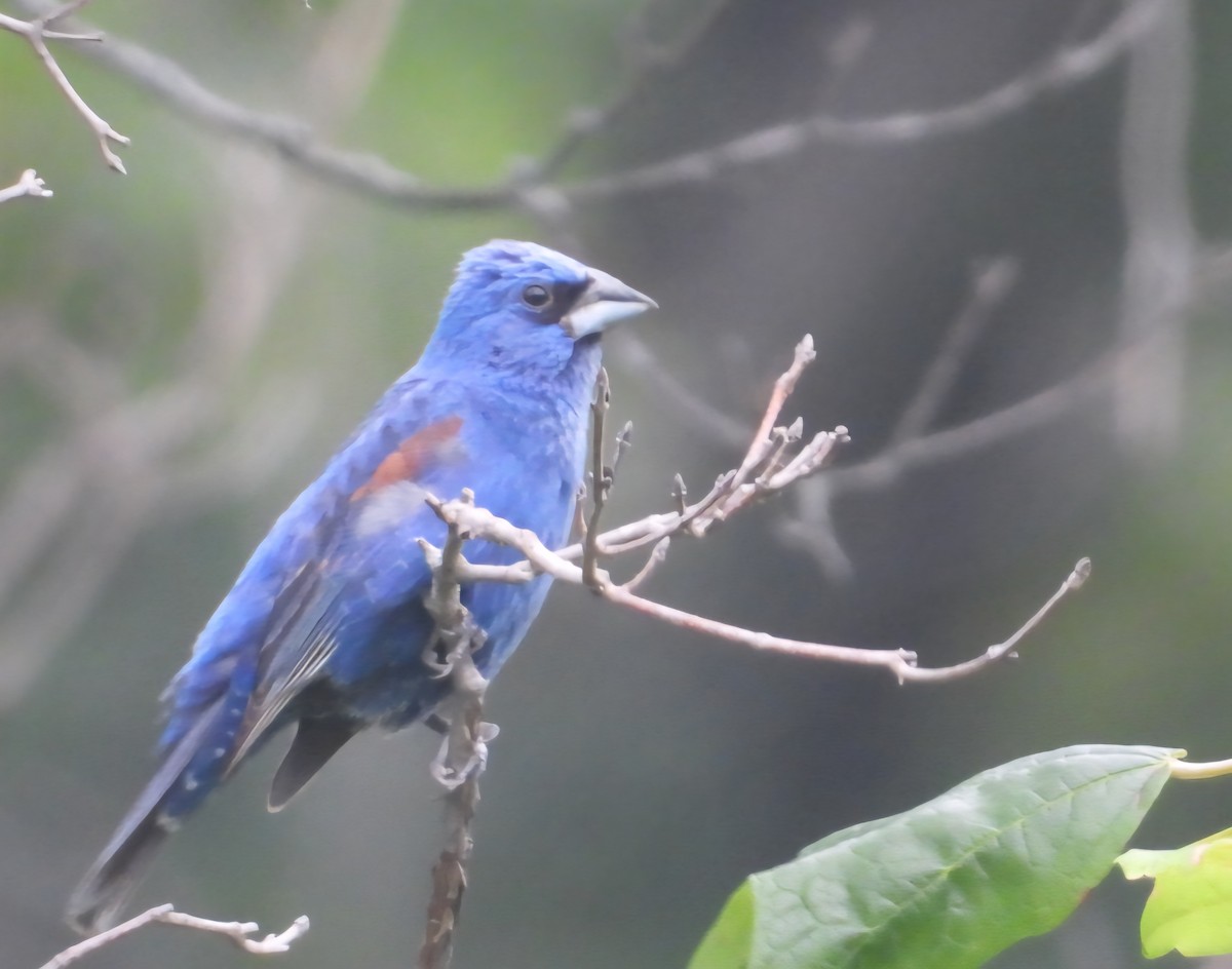 Blue Grosbeak - ML638779273