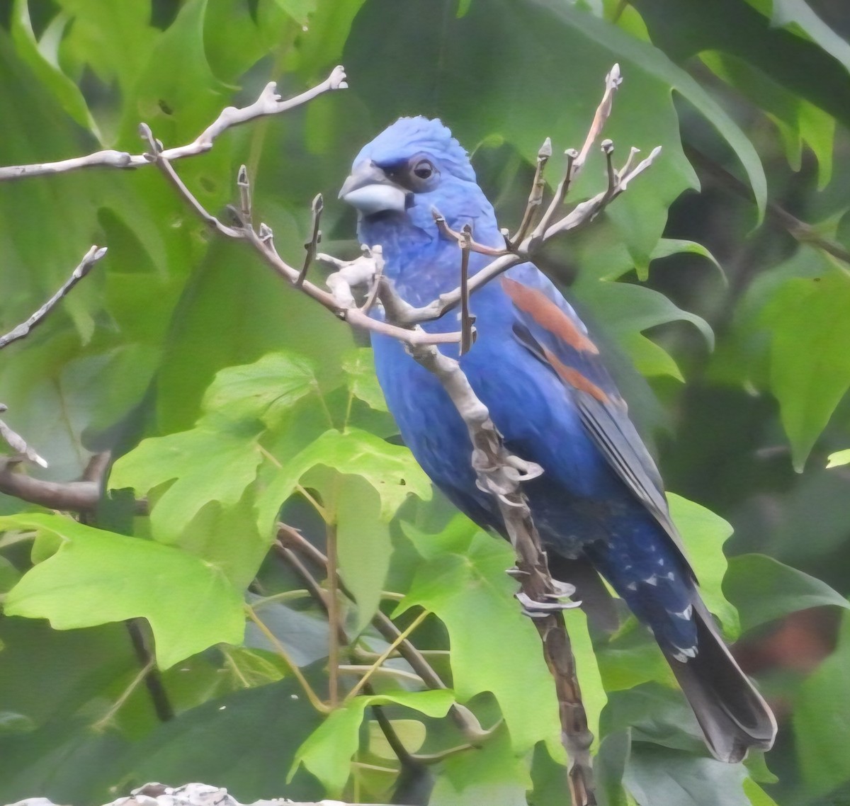 Blue Grosbeak - ML638779274