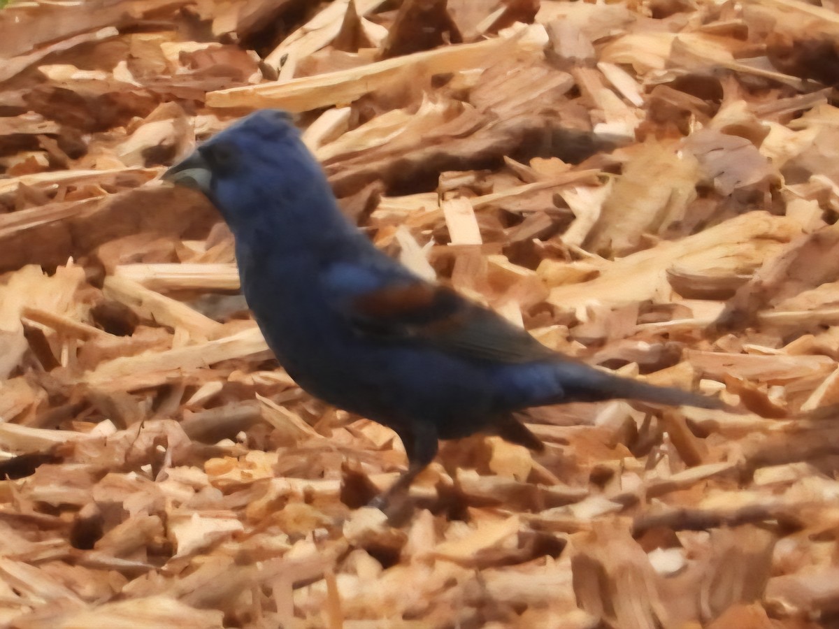 Blue Grosbeak - ML638779275