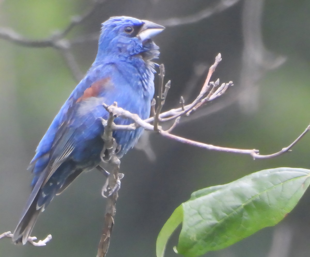 Blue Grosbeak - ML638779276