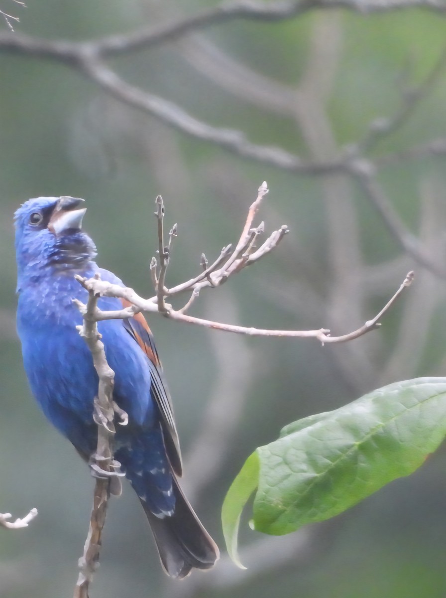 Blue Grosbeak - ML638779277