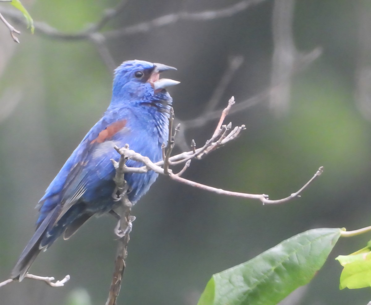 Blue Grosbeak - ML638779278