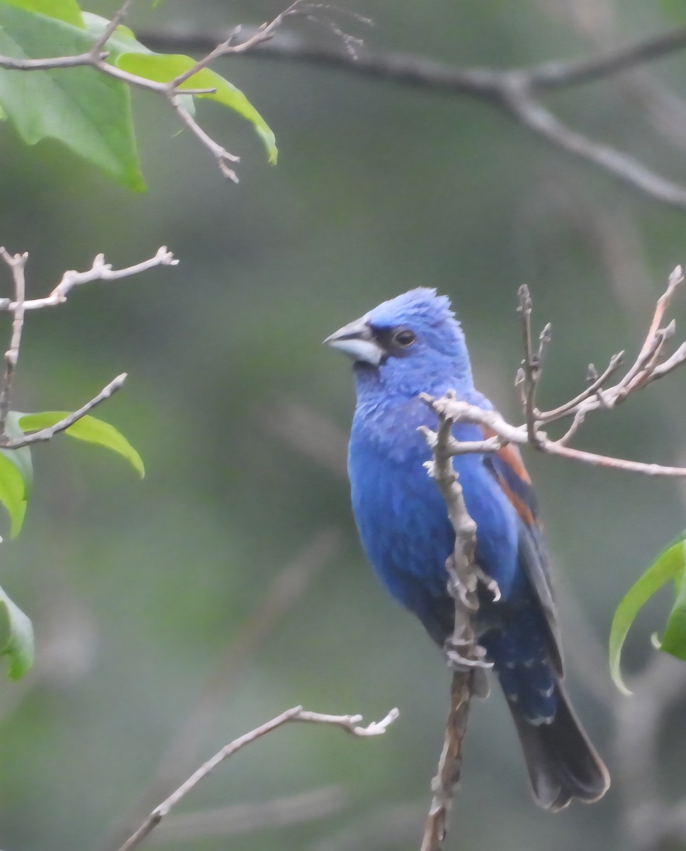 Blue Grosbeak - ML638779279