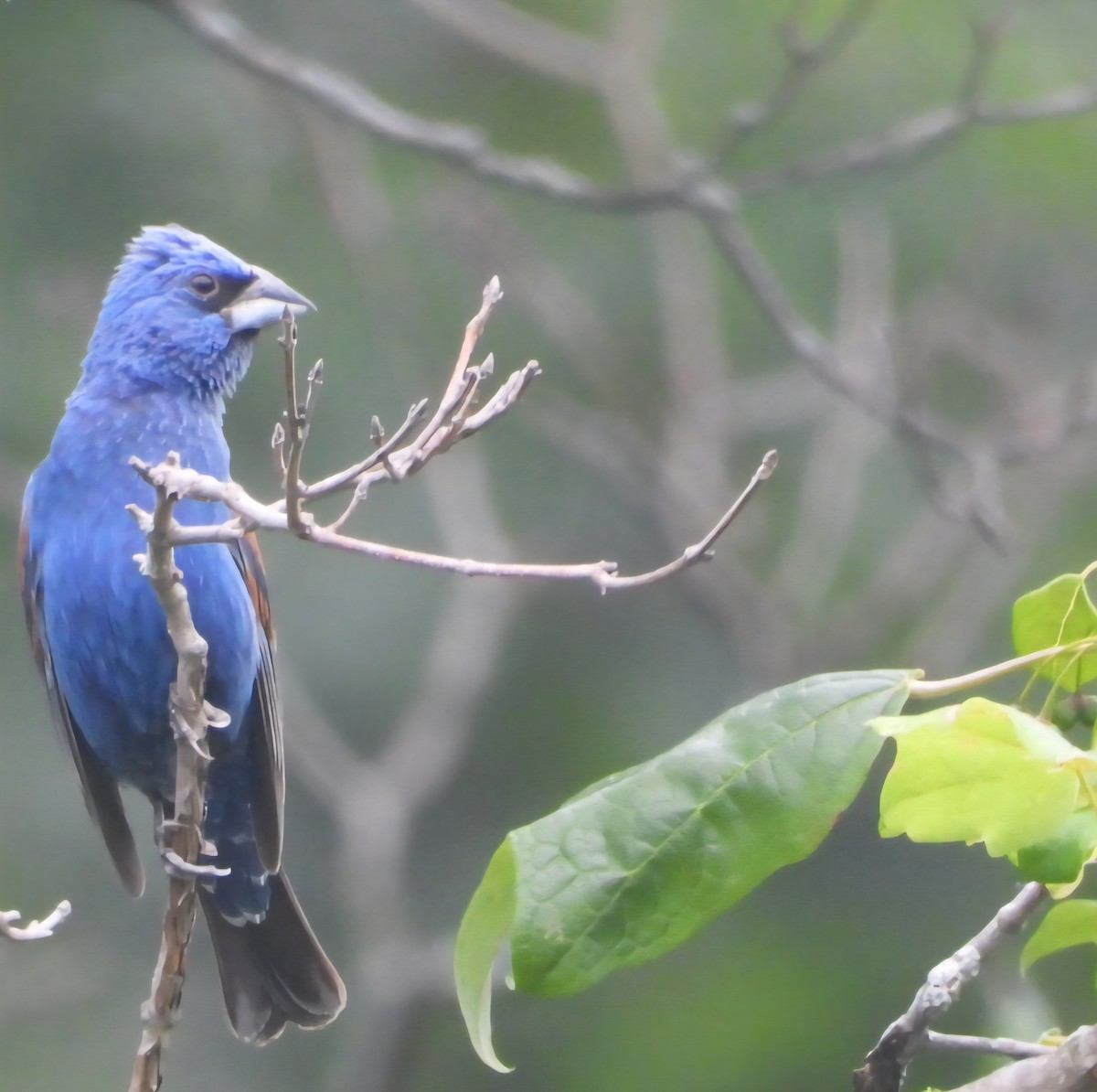 Blue Grosbeak - ML638779280