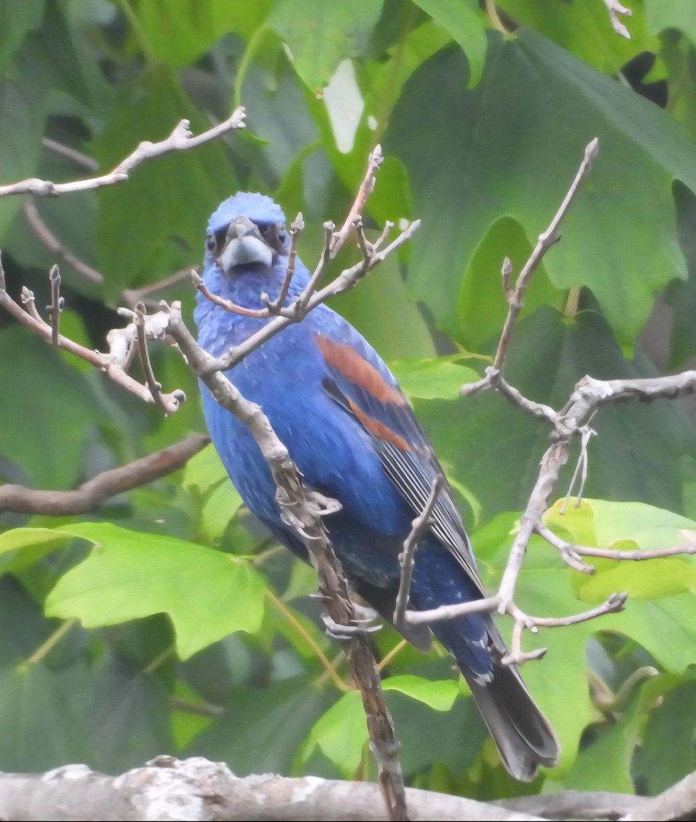 Blue Grosbeak - ML638779281