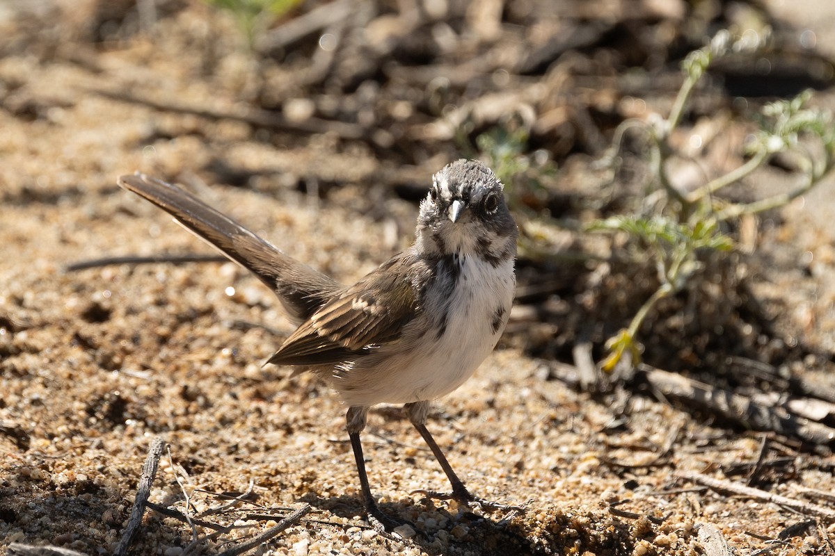 Bell's Sparrow - ML638779283