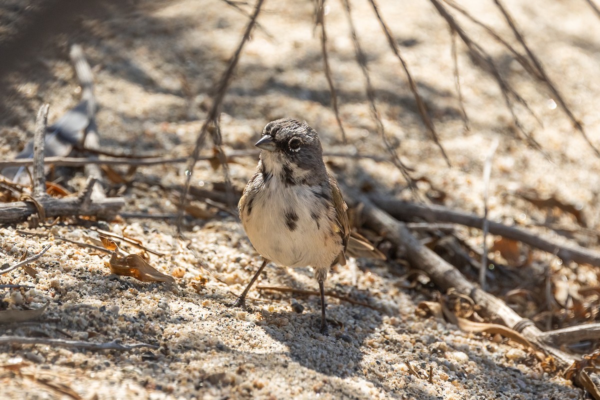 Bell's Sparrow - ML638779284