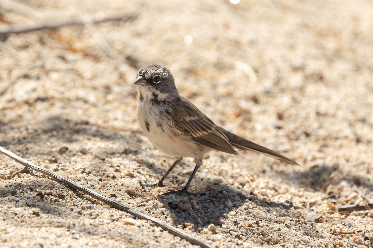Bell's Sparrow - ML638779285
