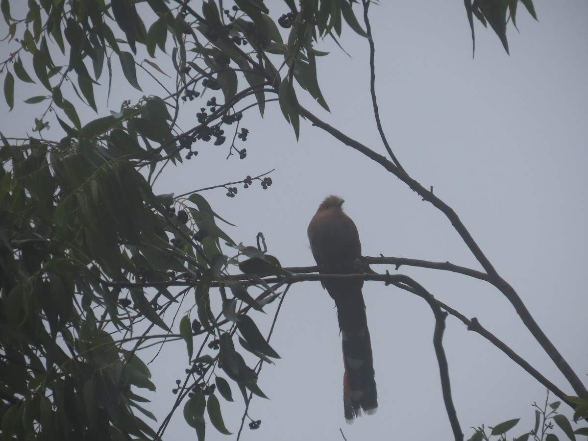 Squirrel Cuckoo - ML638779287