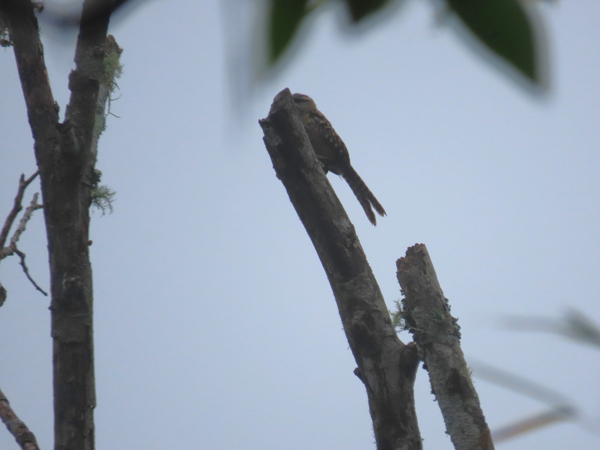 Band-backed Wren - ML638779288