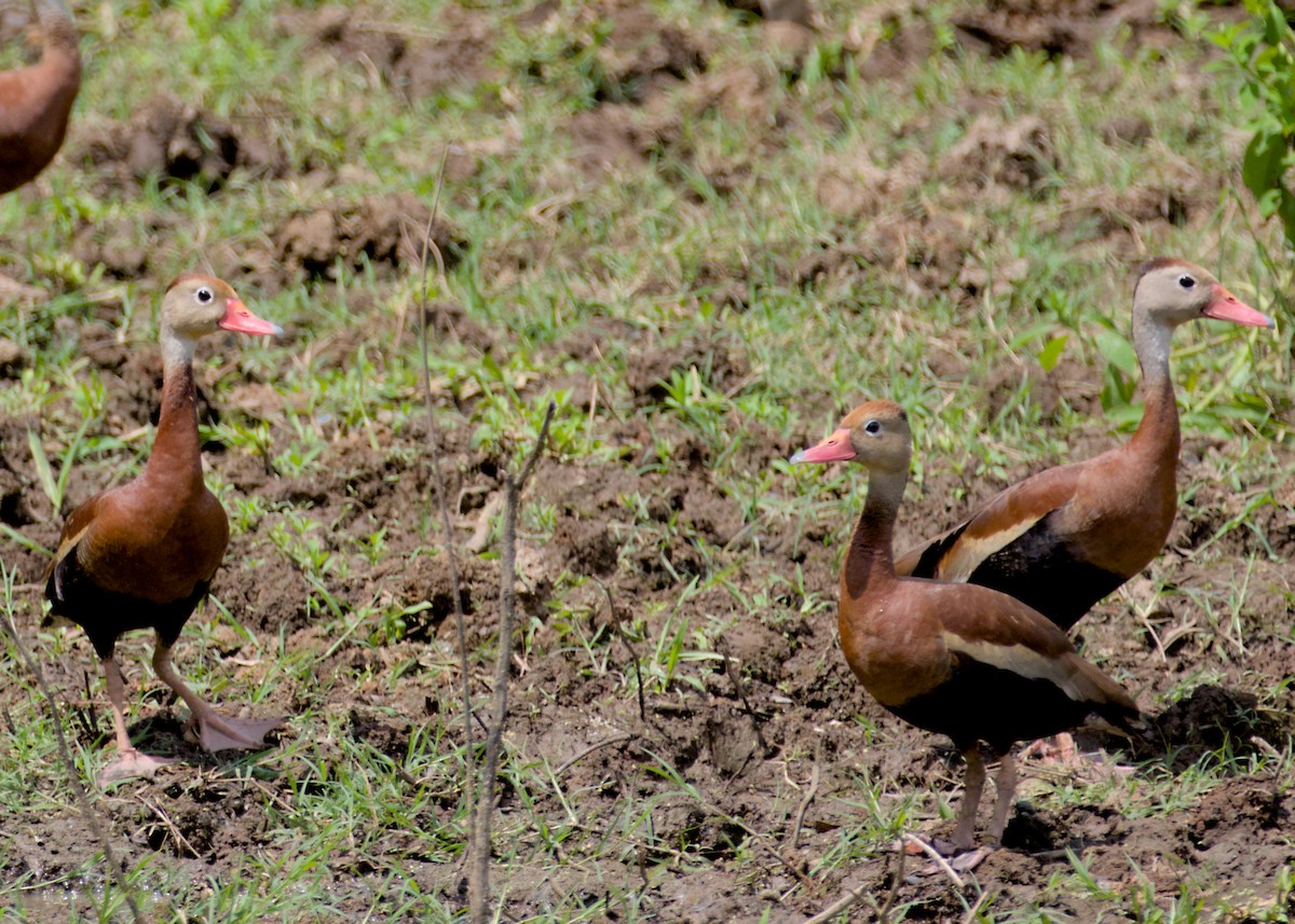Black-bellied Whistling-Duck - ML638779289