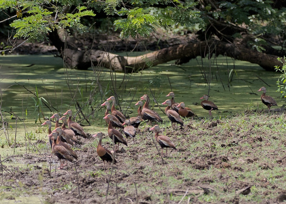 Black-bellied Whistling-Duck - ML638779290