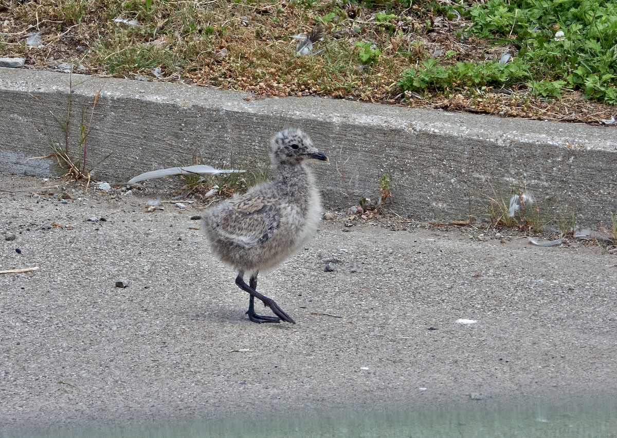 Ring-billed Gull - ML638779292