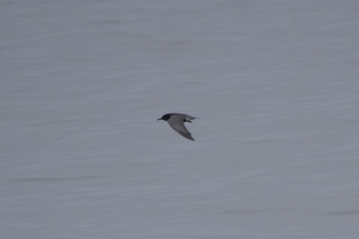Black Tern - ML638779294