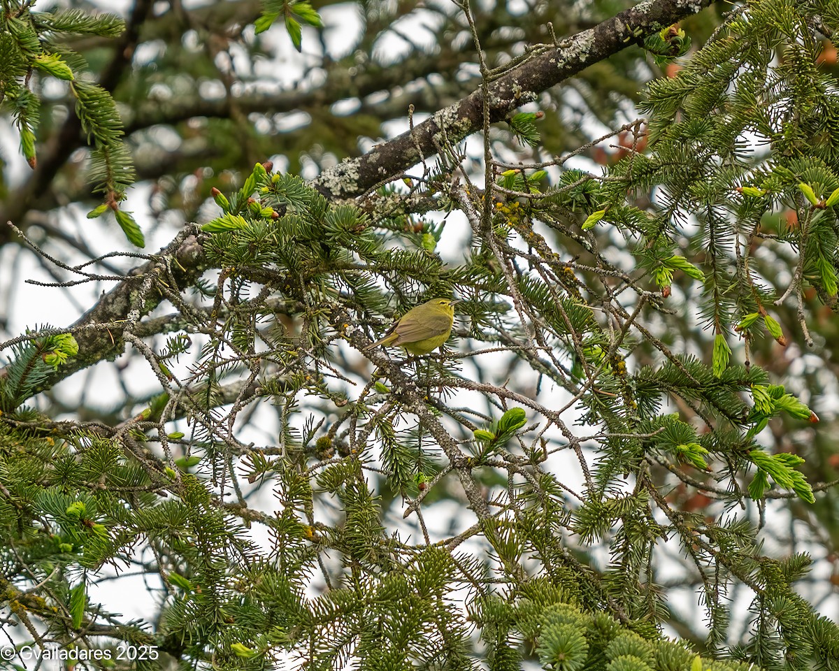 Orange-crowned Warbler - ML638779297