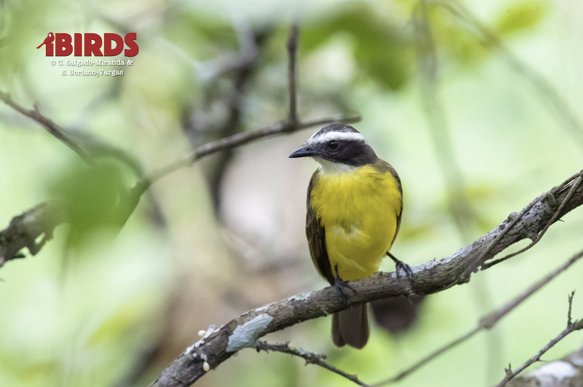 Rusty-margined Flycatcher - ML638779298