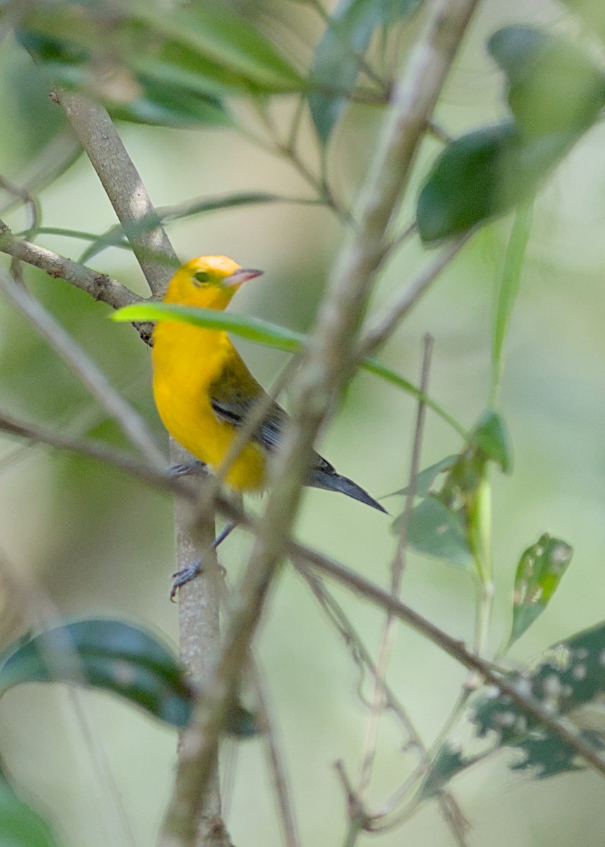 Prothonotary Warbler - ML638779301