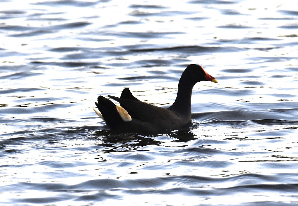 Dusky Moorhen - ML638779302