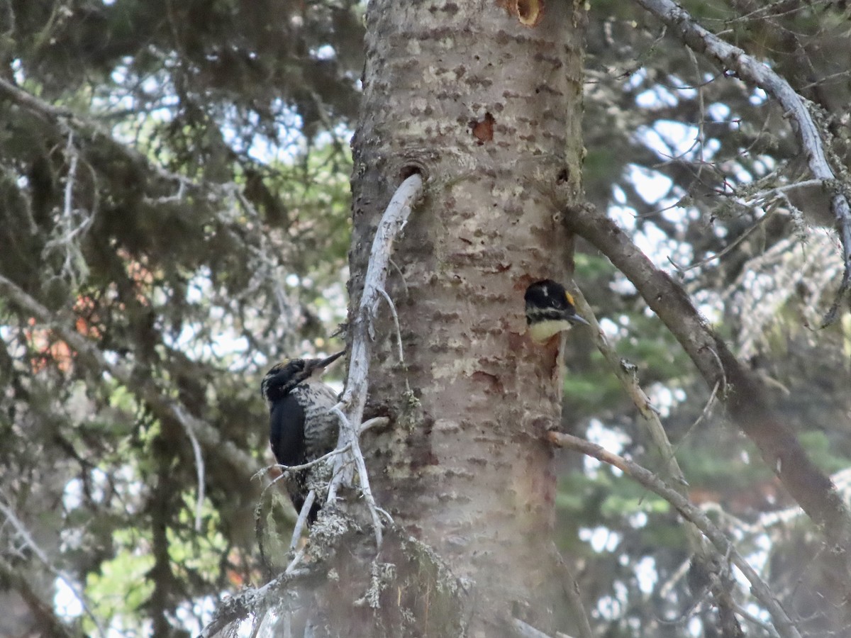 Black-backed Woodpecker - ML638779303