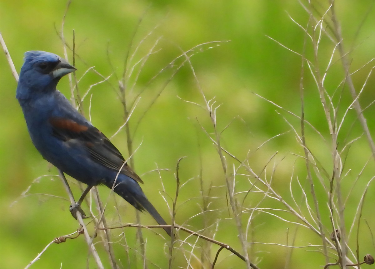 Blue Grosbeak - ML638779306