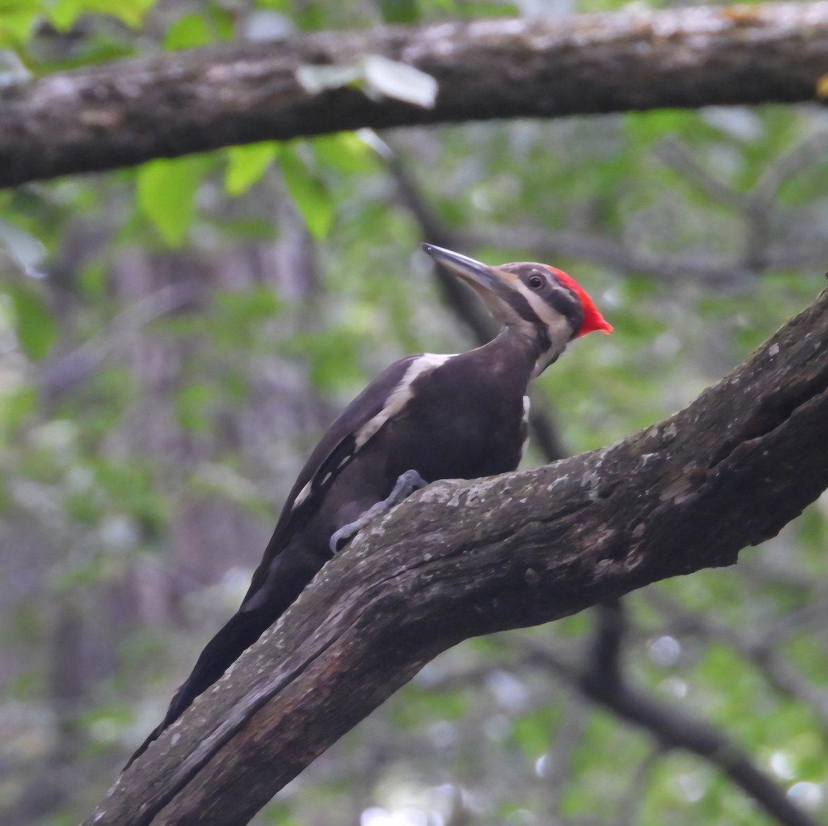 Pileated Woodpecker - ML638779318