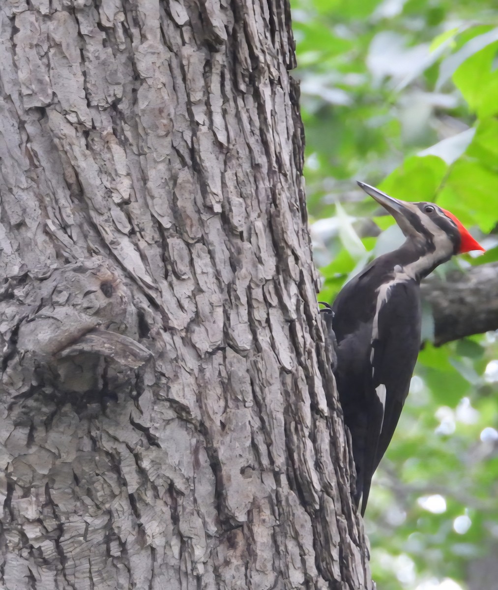 Pileated Woodpecker - ML638779319