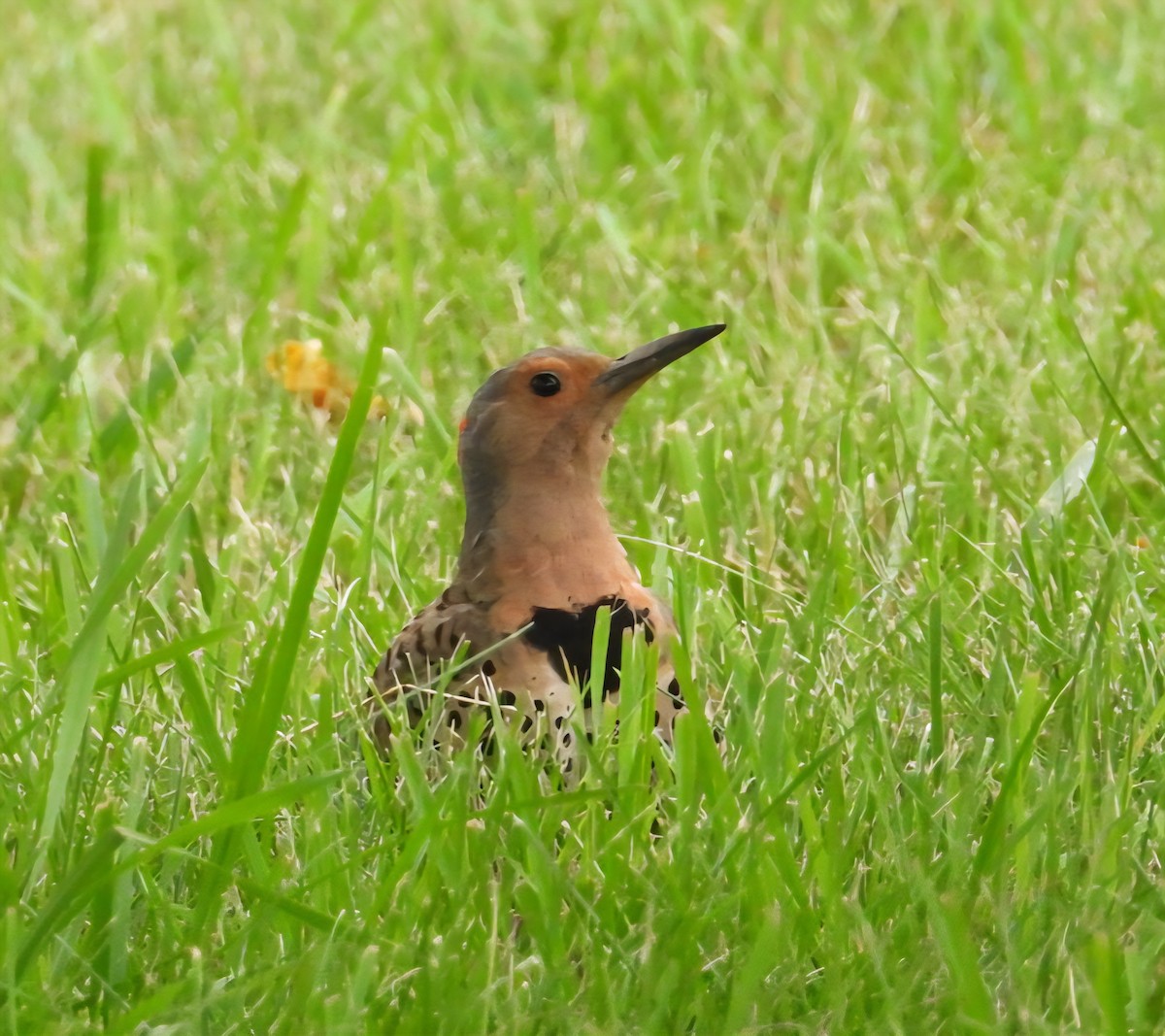 Northern Flicker - ML638779327