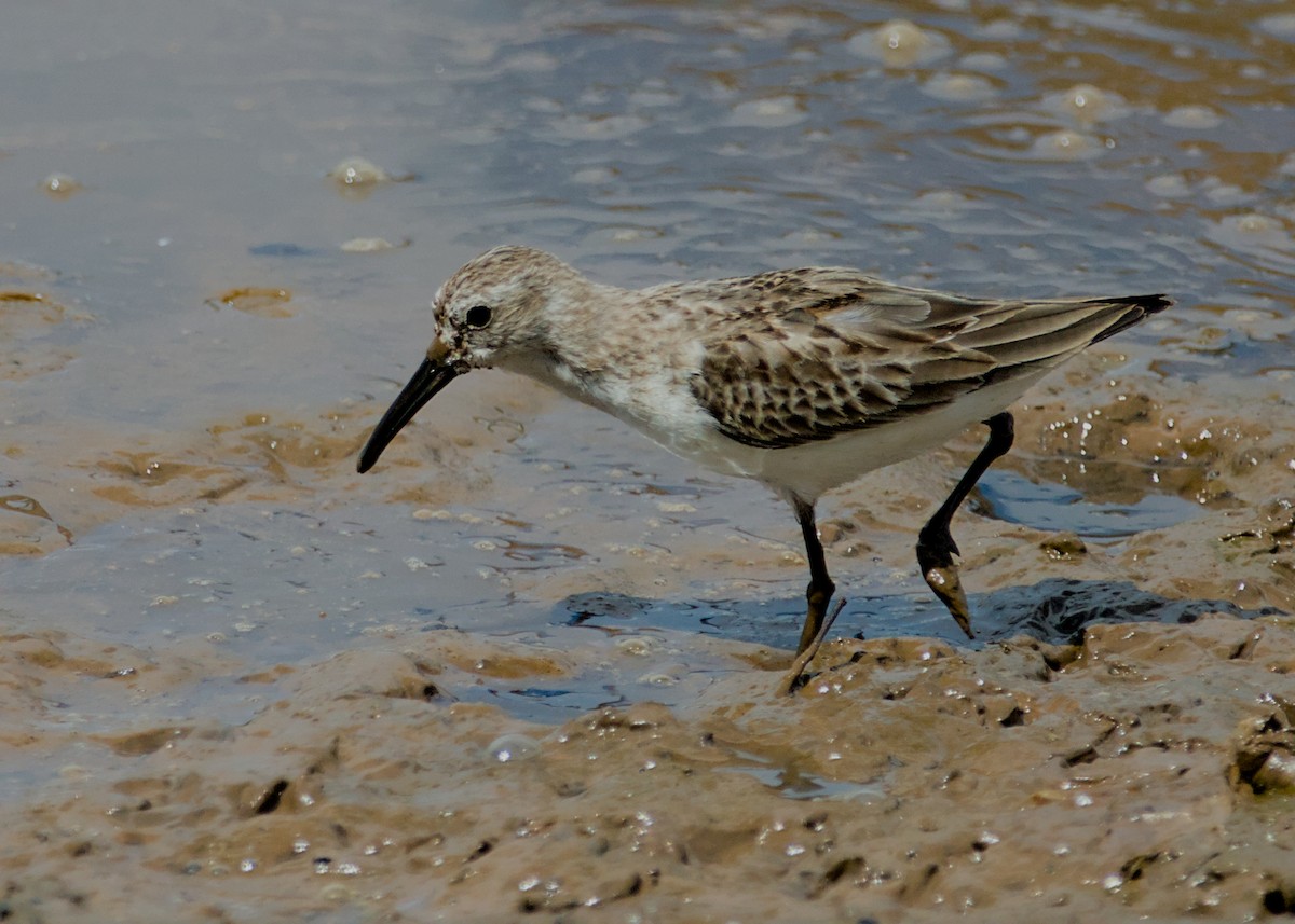 Western Sandpiper - ML638779330