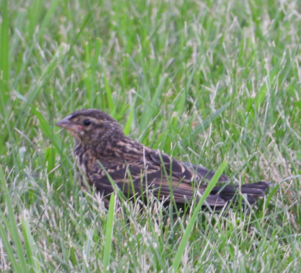 Red-winged Blackbird - ML638779353