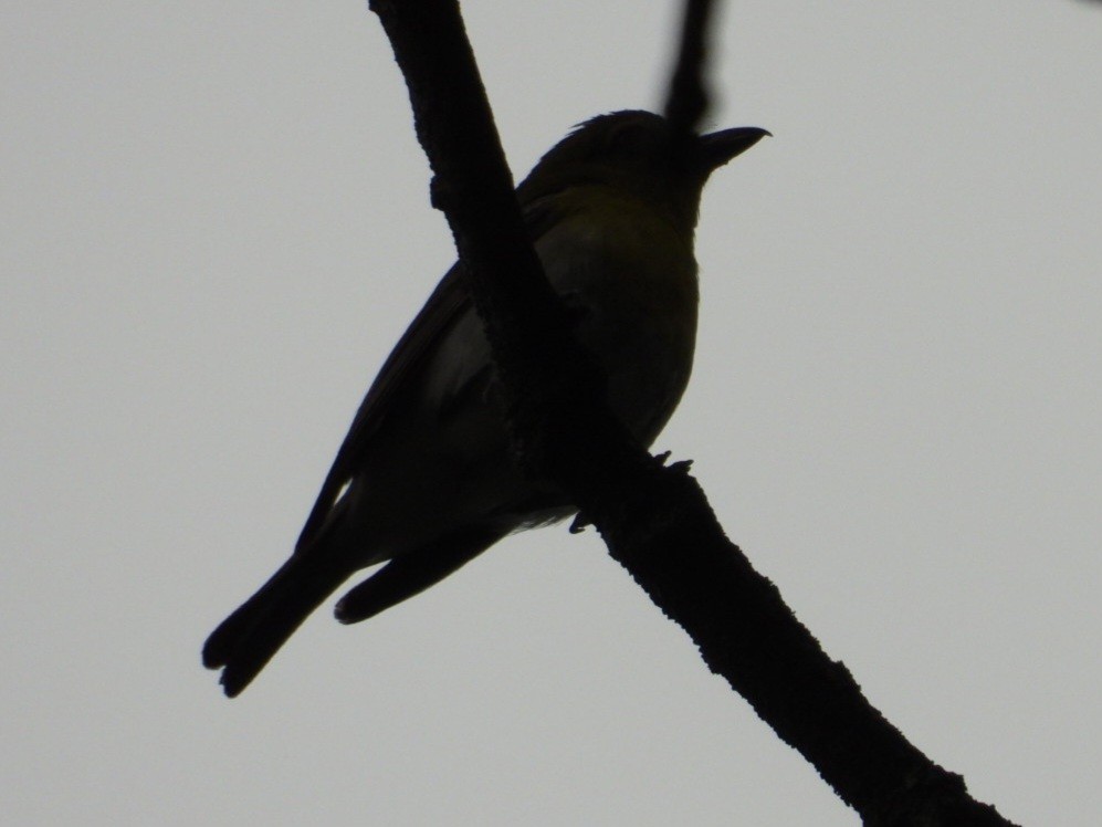 Yellow-throated Vireo - ML638779360