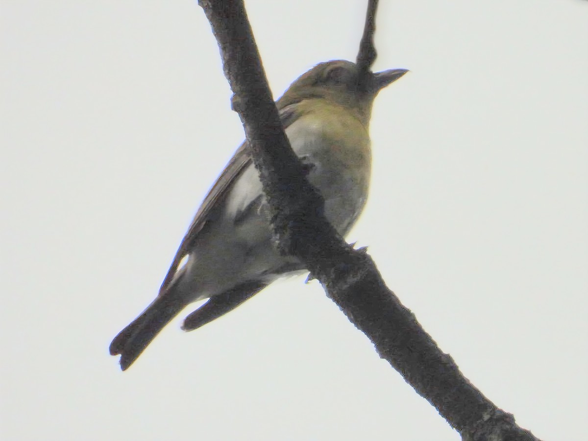 Yellow-throated Vireo - ML638779361