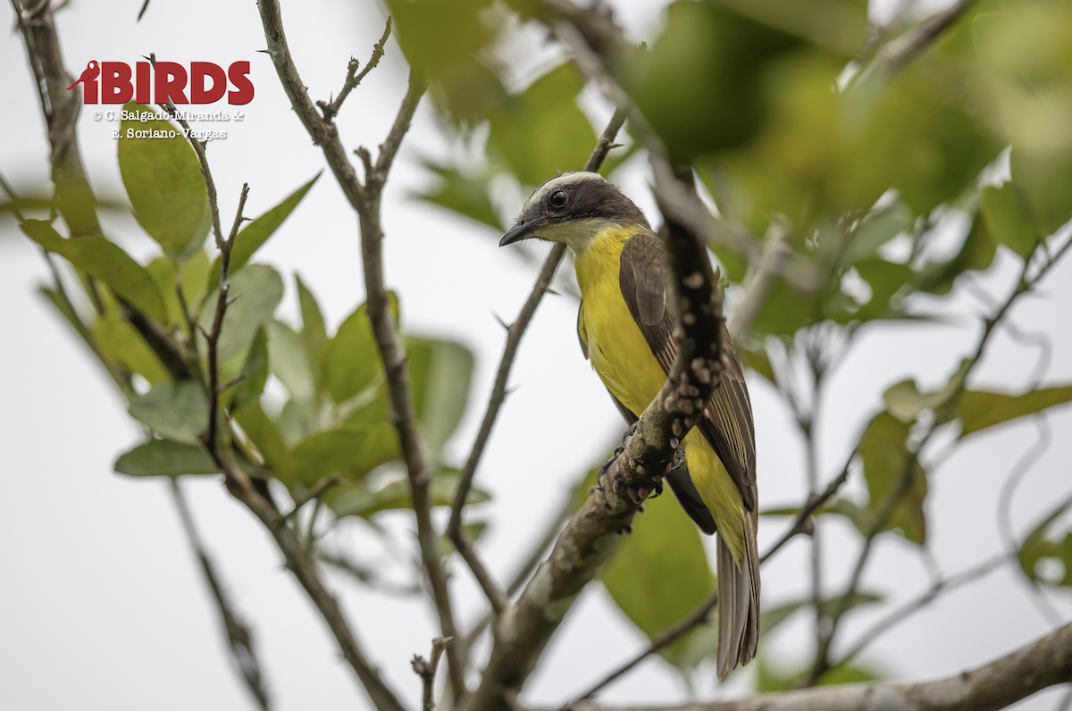 Rusty-margined Flycatcher - ML638779365