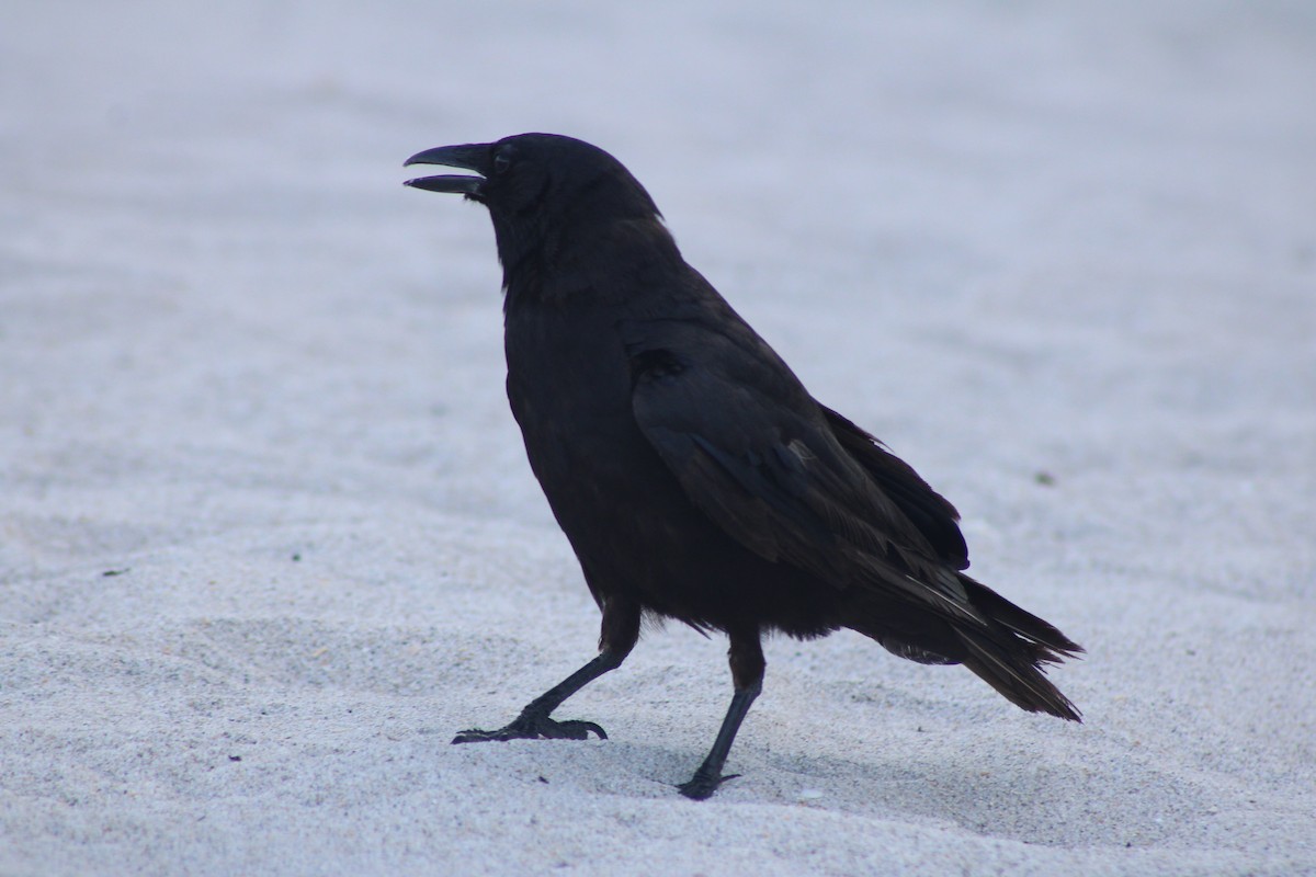 Fish Crow - ML638779386