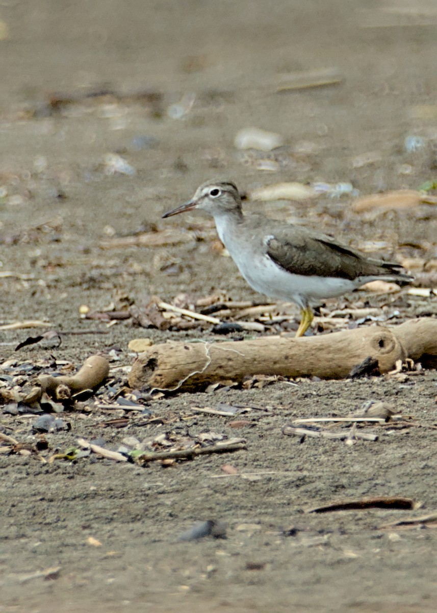 Spotted Sandpiper - ML638779387