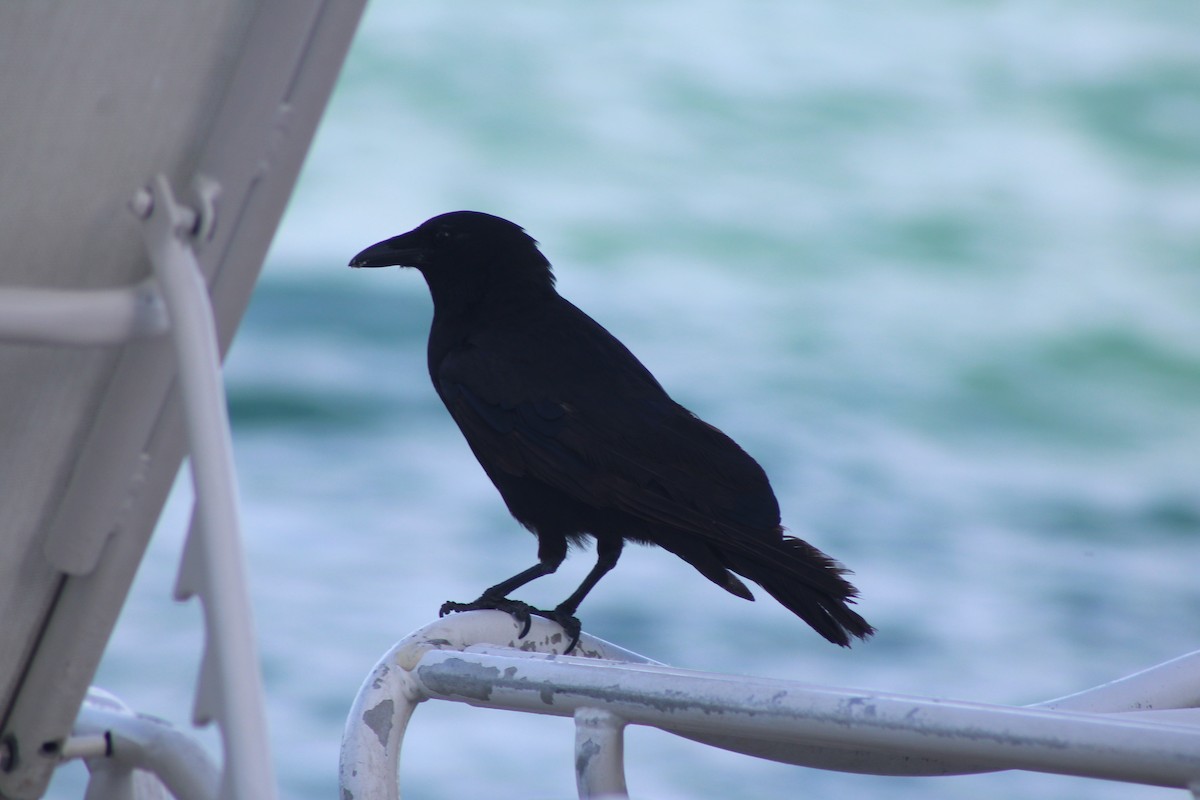 Fish Crow - ML638779388