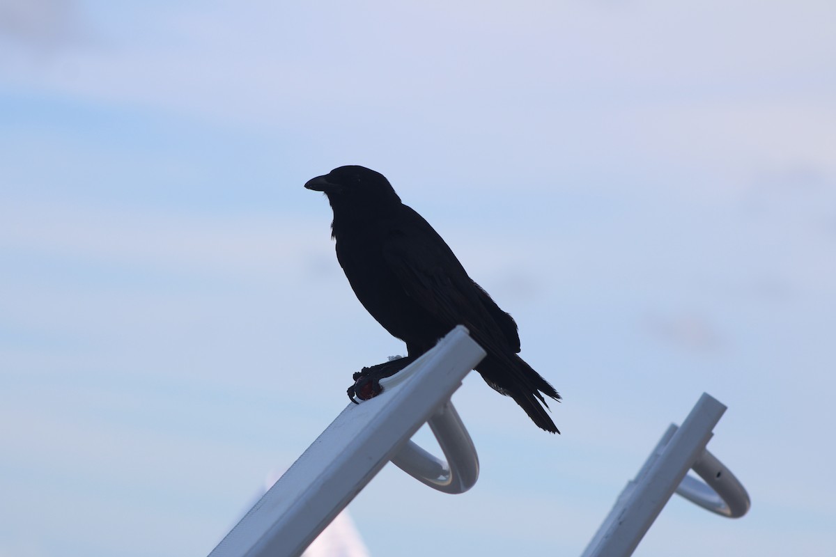 Fish Crow - ML638779391